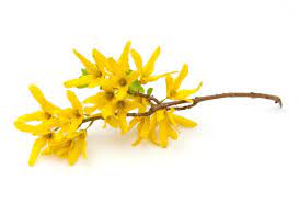 We did not find results for: Starting A Forsythia From A Cutting Thriftyfun