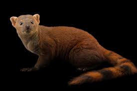 These species were previously included in the genus lutra, together with the eurasian otter, but they have now been moved to a separate genus.the genus comprises four living and one known fossil species: Photo Ark Ring Tailed Vontsira National Geographic Society