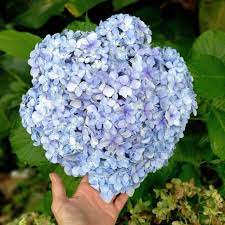 One joyful meaning that hydrangeas have is their message of sincerity and genuine emotion. Hydrangea Meaning What Does This Flower Symbolize