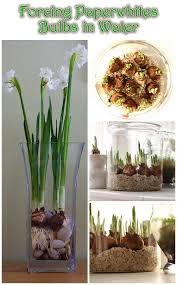 Forcing Paperwhites Bulbs In Water Paperwhites Bulb Flowers Planting Bulbs