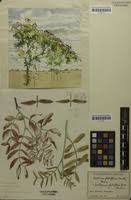 Image result for Julbernardia