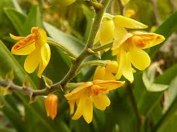 Image result for Polystachya epiphytica