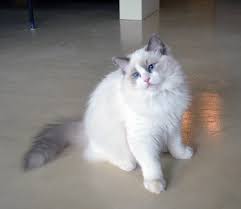 As with any purebred breed, there are costs beyond the ticket price. Ragdoll Kitten Price And Information
