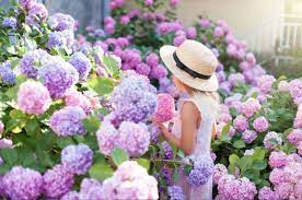Check out some of the many varieties we have to offer. Hydrangeas Growing In Sun Or Shade Plantingtree