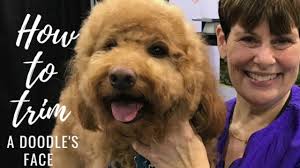 The goldendoodle teddy bear cut so adorable your heart will melt hy go doodle. How To Trim A Goldendoodle S Face Youtube