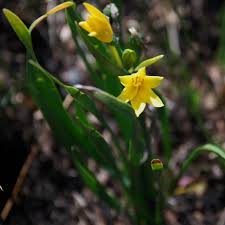 Image result for Cyrtanthus breviflorus