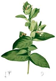 Image result for Ixora sp. A