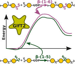Struktura a dynamika proteinů, nukleových kyselin, sacharidů a jejich komplexů ve vztahu k jejich biologické funkci; How Mycobacterium Tuberculosis Galactofuranosyl Transferase 2 Glft2 Generates Alternating B 1 6 And B 1 5 Linkages A Qm Mm Molecular Dynamics Study Of The Chemical Steps Janos 2018 Chemistry A European Journal Wiley Online Library
