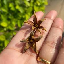 Image result for Pterygota