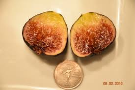 Résultat de recherche d'images pour "moscatel preto figs"