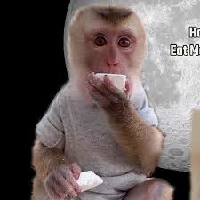 Monkey baby su 4 минуты 54 секунды. Baby Monkey Dou Dou Tv Home Facebook