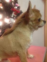 Check spelling or type a new query. Shaved Long Hair Chihuahua
