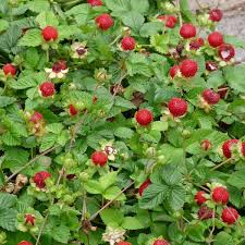 Image result for Duchesnea indica