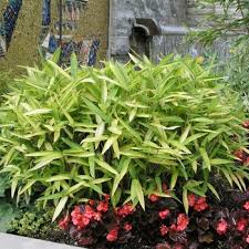 Image result for Pleioblastus fortunei