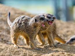 Best dining in sevierville, sevier county: The 5 Best Exotic Pets You Can Own Pethelpful