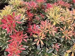 Pieris Japonica Flaming Silver Plants Plant Cuttings Shrubs
