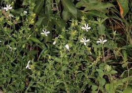 Image result for Barleria saxatilis