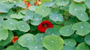 Image result for Nasturtium