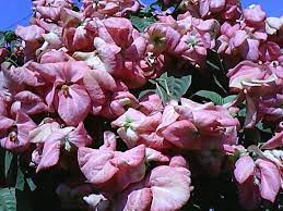 Pin On Gardening