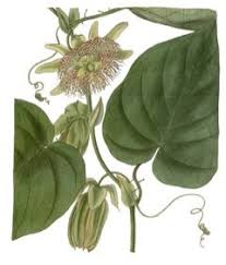Image result for Passiflora ligularis