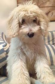 Pin On Goldendoodles