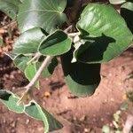 Image result for Androstachys johnsonii