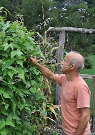 A blast of water from the hose can spray away aphids, mites, and leafhoppers. Beans Beans
