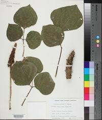 Image result for Erythrina livingstoniana