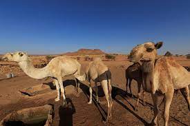 The hump is not a structure present at birth as it is made up mostly of fat deposits and doesn't have bones or even really muscles in it. Why Do Camels Have Humps Factual Facts