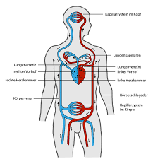 Herz Kreislauf System