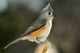 Small Gray Bird With Black And White Head Tufted Titmouse Facts Titmouse Bird Titmouse Animals