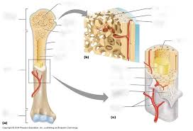 Bones of the fingers are also considered longbones. The Long Bone Diagram Diagram Quizlet