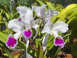 Image result for Brachycorythis buchananii