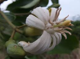 Image result for Anthocleista