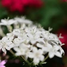 Image result for Pavetta revoluta