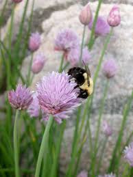 Recommended for zones 1 through. 10 Uses For Chives Dengarden