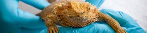 Our practices are geared to meet the needs of any and all of your family pets. Companion Exotic Animal Medicine Surgery Service School Of Veterinary Medicine