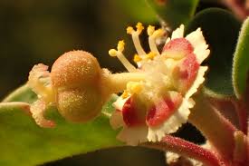 Image result for Euphorbia glanduligera