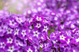 We did not find results for: 15 Perennial Plants For A Zone 8 Garden