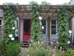 Image result for Ipomoea alba