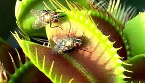 This will occur whether the trap has caught a fly or not. The Venus Flytrap A Complete Guide To Growing Dionaea