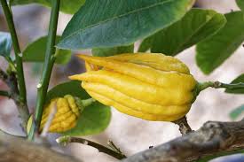 Every year i try a few new types and thought this board could be a good way to learn about and share ideas for new crops. 6 Weird But Awesome Asian Fruits Veggies Asian Inspirations