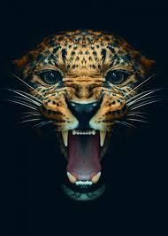 Angry Leopard Face Poster Metal Poster Mk Studio Displate Leopard Face Jaguar Animal Angry Animals
