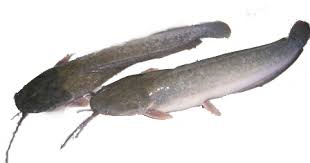 Berbicara mengenai ikan lele putih, maka kyai truno adalah sosok yang kerap dikaitkan oleh masyarakat dengan keberadaan ikan lele putih raksasa yang berada di objek wisata batu seribu yang terletak di desa gentan, kecamatan bulu, kabupaten sukoharjo. Aspek Biologi Reproduksi Ikan Lele Clarias Batrachus Zaldi Sambas