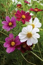 Image result for Melinis macrochaeta