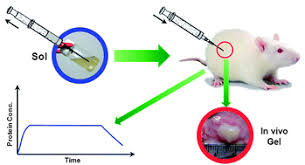 Human growth hormone (gh), also called somatotropin, is a protein that stimulates growth. Controlled Release Of Human Growth Hormone From A Biodegradable Ph Temperature Sensitive Hydrogel System Soft Matter Rsc Publishing