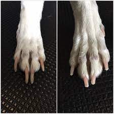 Trimming Your Dog S Nails Tera S Grooming