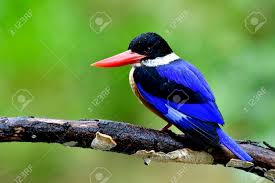 Even if they don't show a lot of flashy colors, their peculiar details and color combinations make them extremely blue headed racket tail is gentle, friendly and fun. Beautiful Bird Black Capped Kingfisher A Blue Bird With Brown Stock Photo Picture And Royalty Free Image Image 89756985