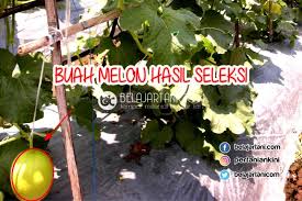 Karena terus terang saya belum berhasil dalam menanamnya. Kunci Utama Agar Buah Melon Besar Dan Berkualitas Tinggi