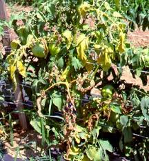 Image result for tomato seedling fusarium wilt